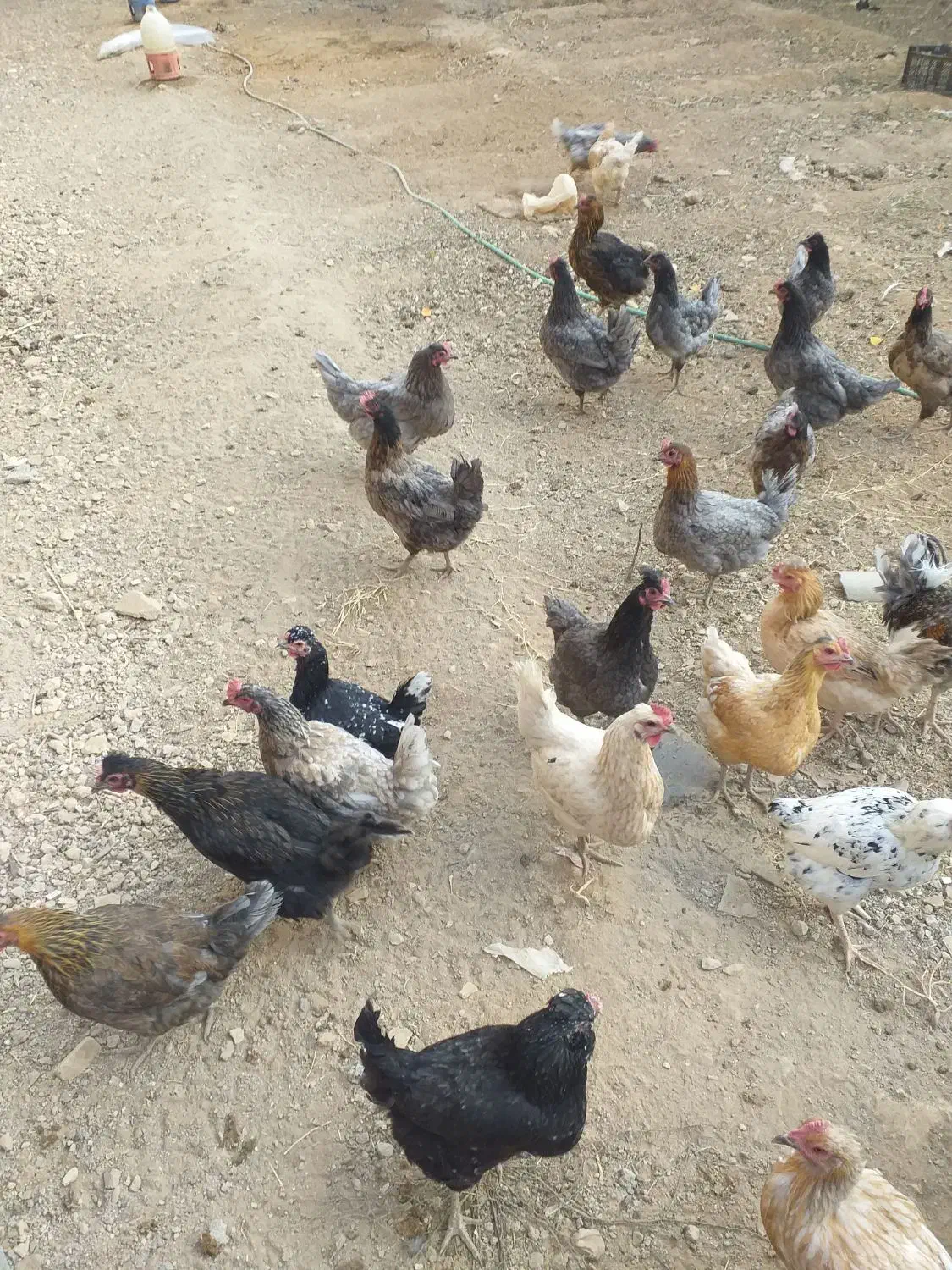 مرغ وخروس|حیوانات مزرعه|لاران, |دیوار