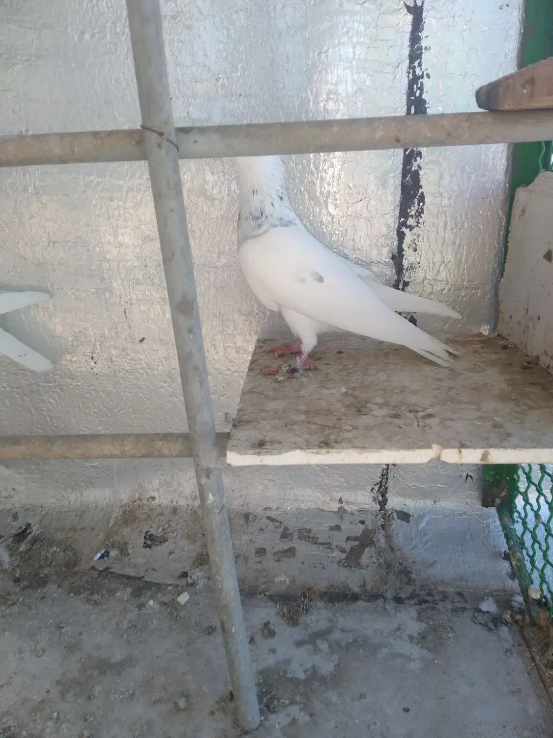 کبوتر|پرنده|پرند, فاز ۳|دیوار