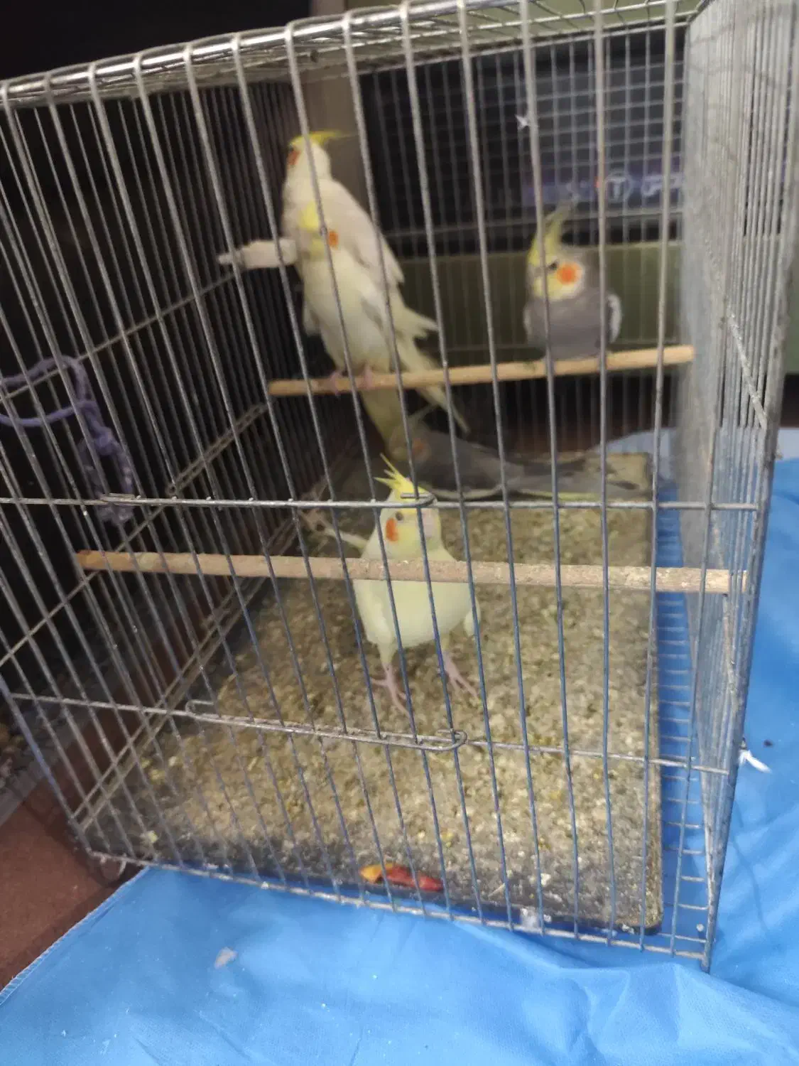 مرغ عروس|پرنده|آران و بیدگل, |دیوار