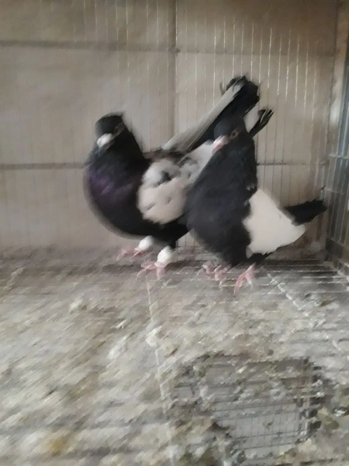 نرماده‌جفتگاه‌اس|پرنده|مشهد, رضاییه|دیوار