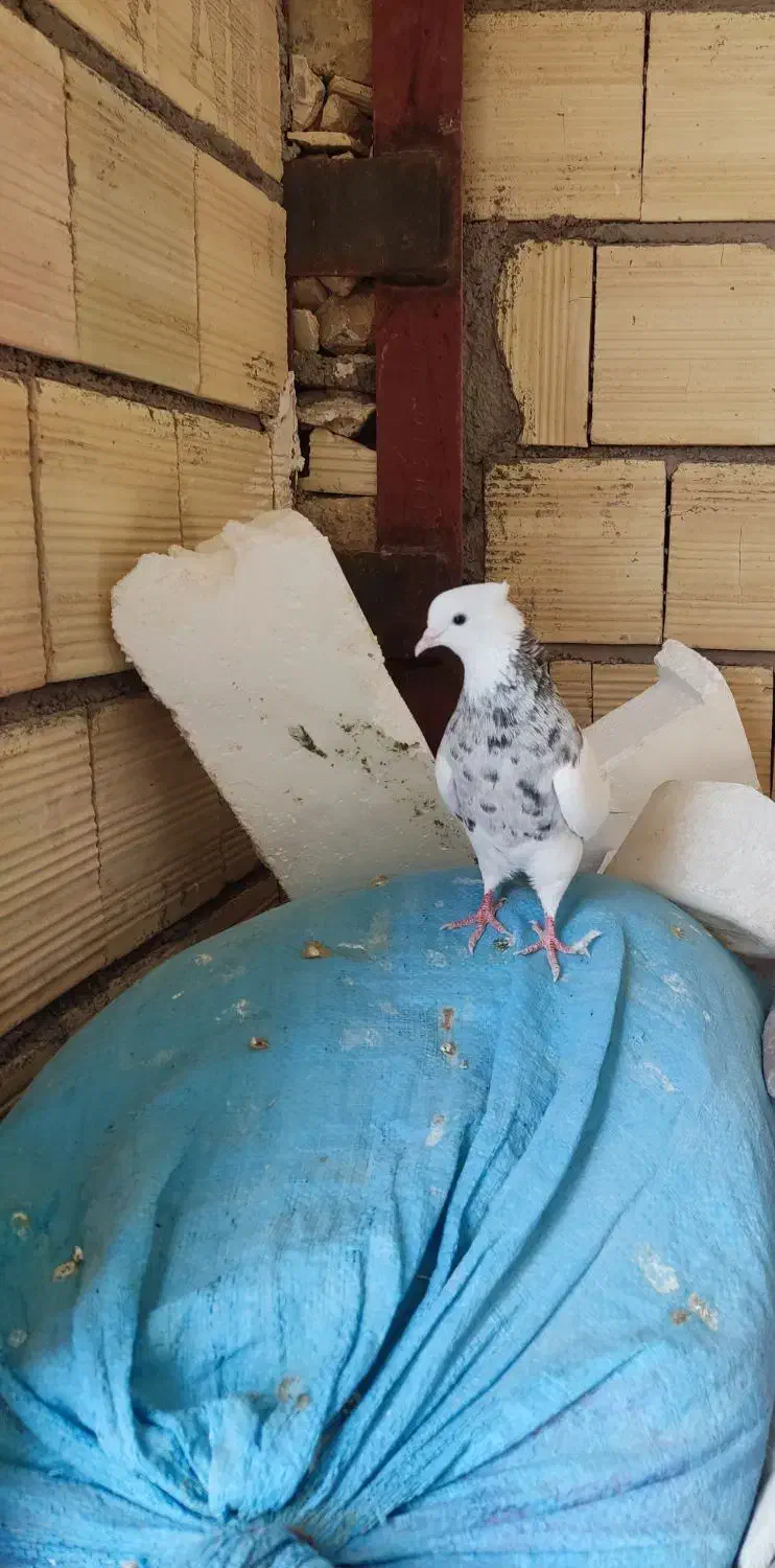 کفتر طوقی|پرنده|نورآباد, |دیوار