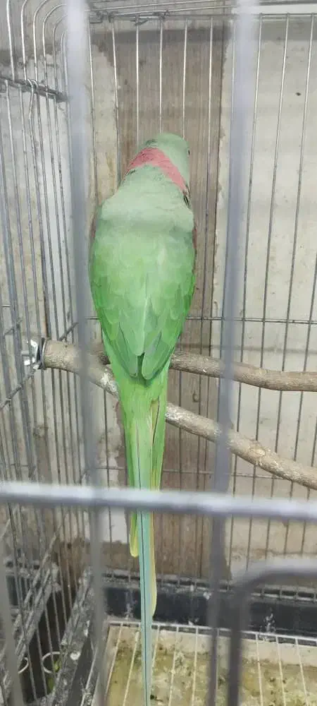 طوطی نر فول دستی|پرنده|اهواز, نادری|دیوار