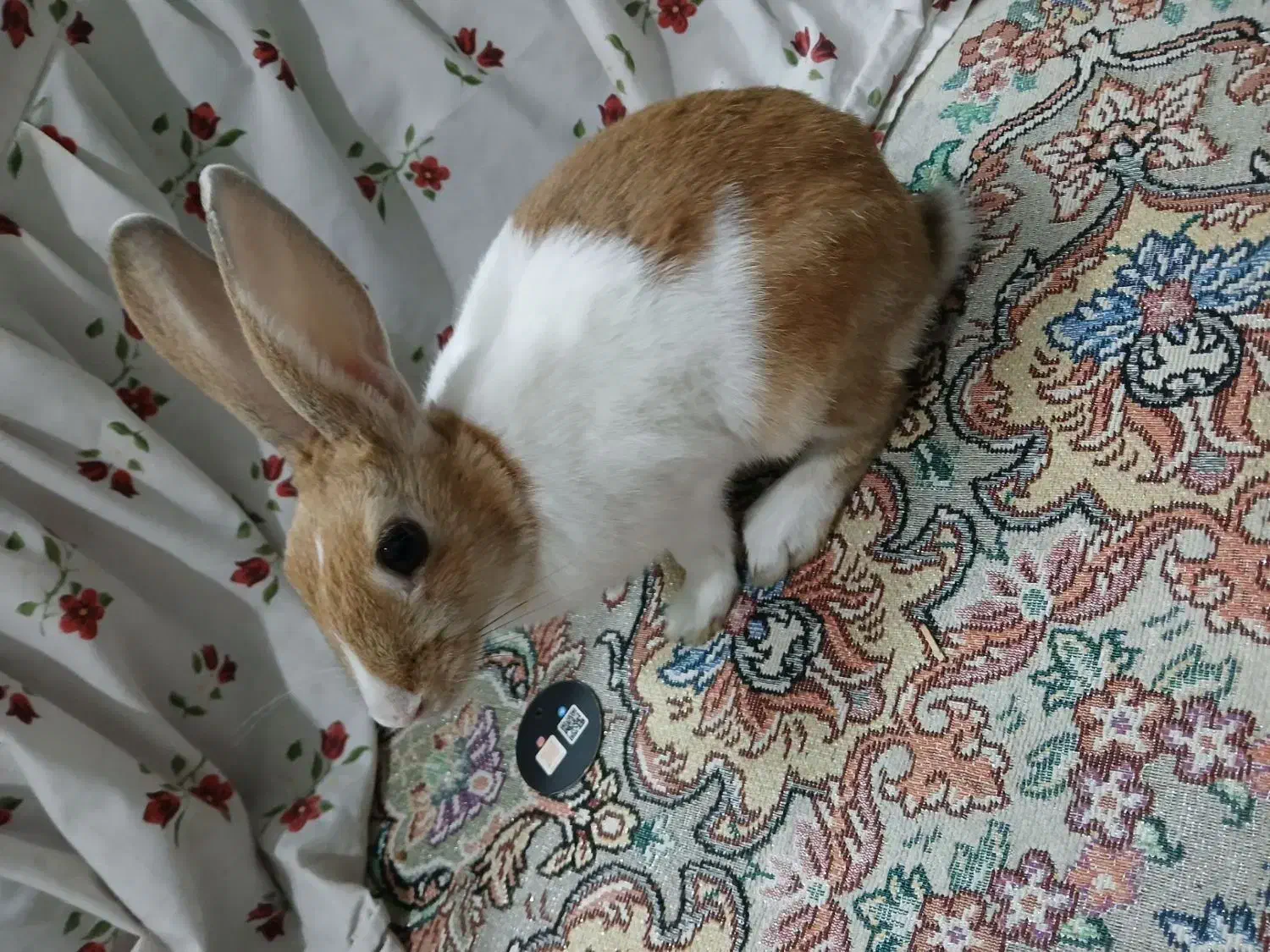 خرگوش|موش و خرگوش|تهران, کیانشهر|دیوار