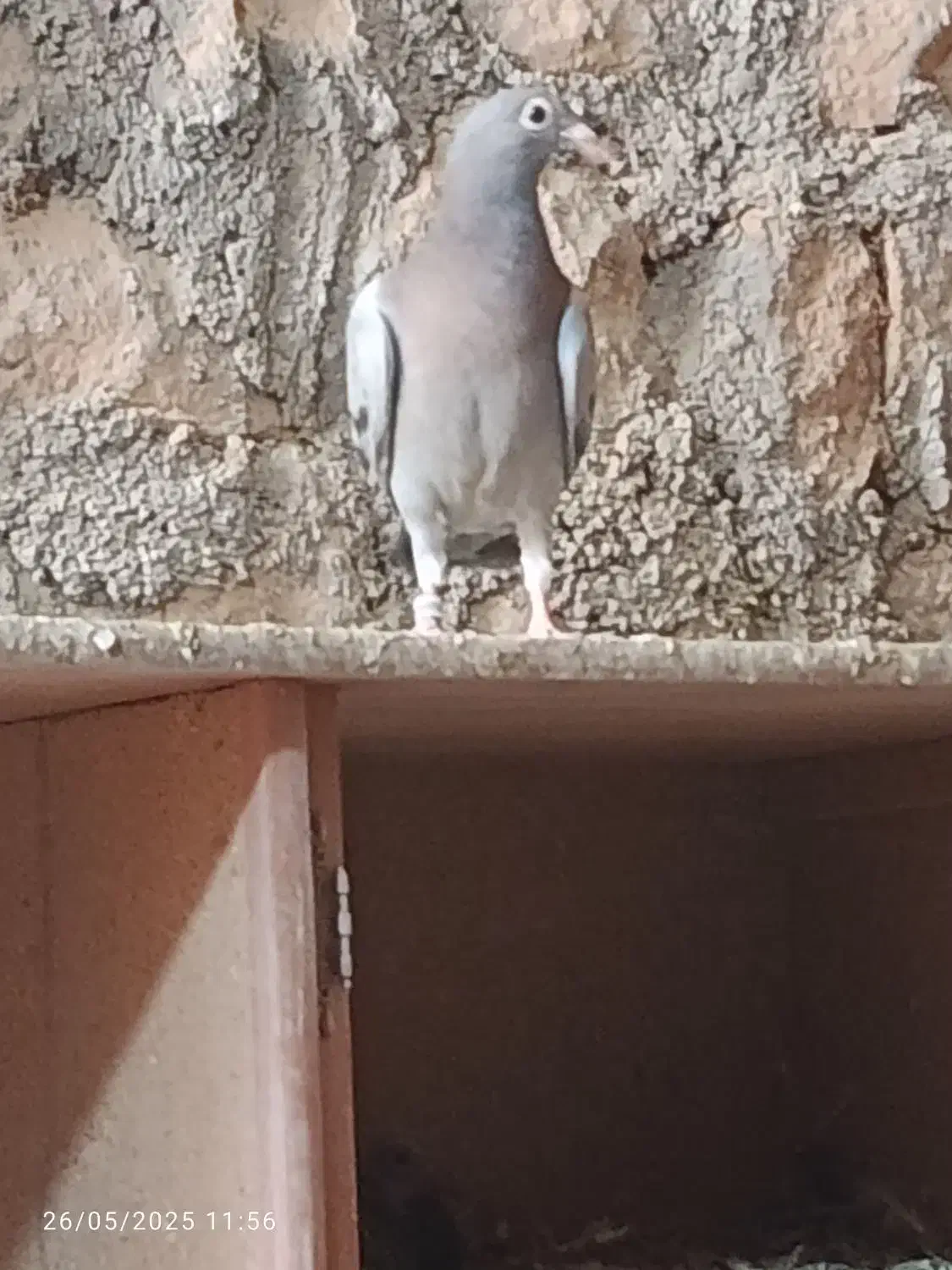 پرنده|پرنده|اصفهان, باغ زرشک|دیوار