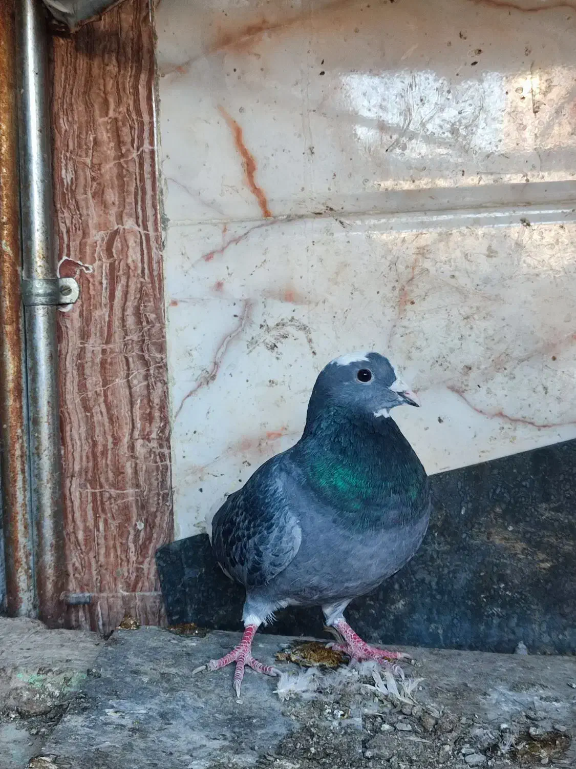 کبوتر پلنگ سنکی|پرنده|سراوان, |دیوار