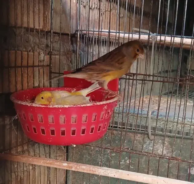 سهره. قناری نر و ماده|پرنده|گنبد کاووس, |دیوار