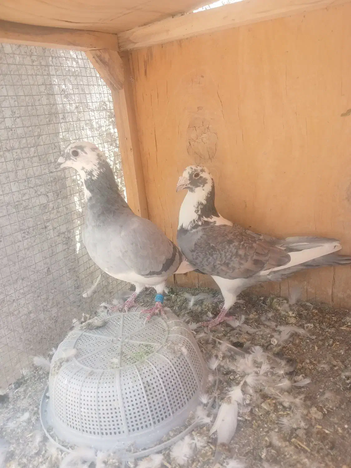 نر ماد مسافتی|پرنده|نرماشیر, |دیوار