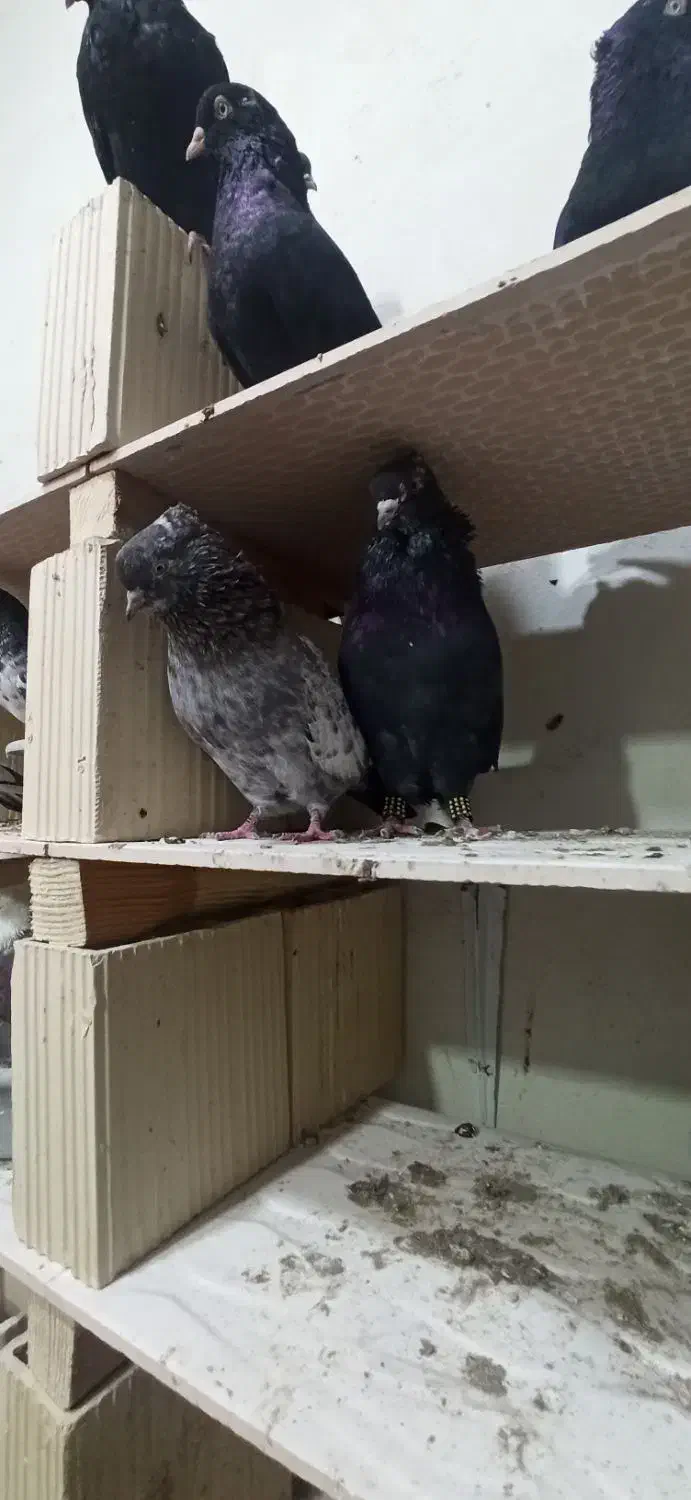 همه مدل مولد جوجه بده هوایی وزمینی گره|پرنده|قشم, |دیوار