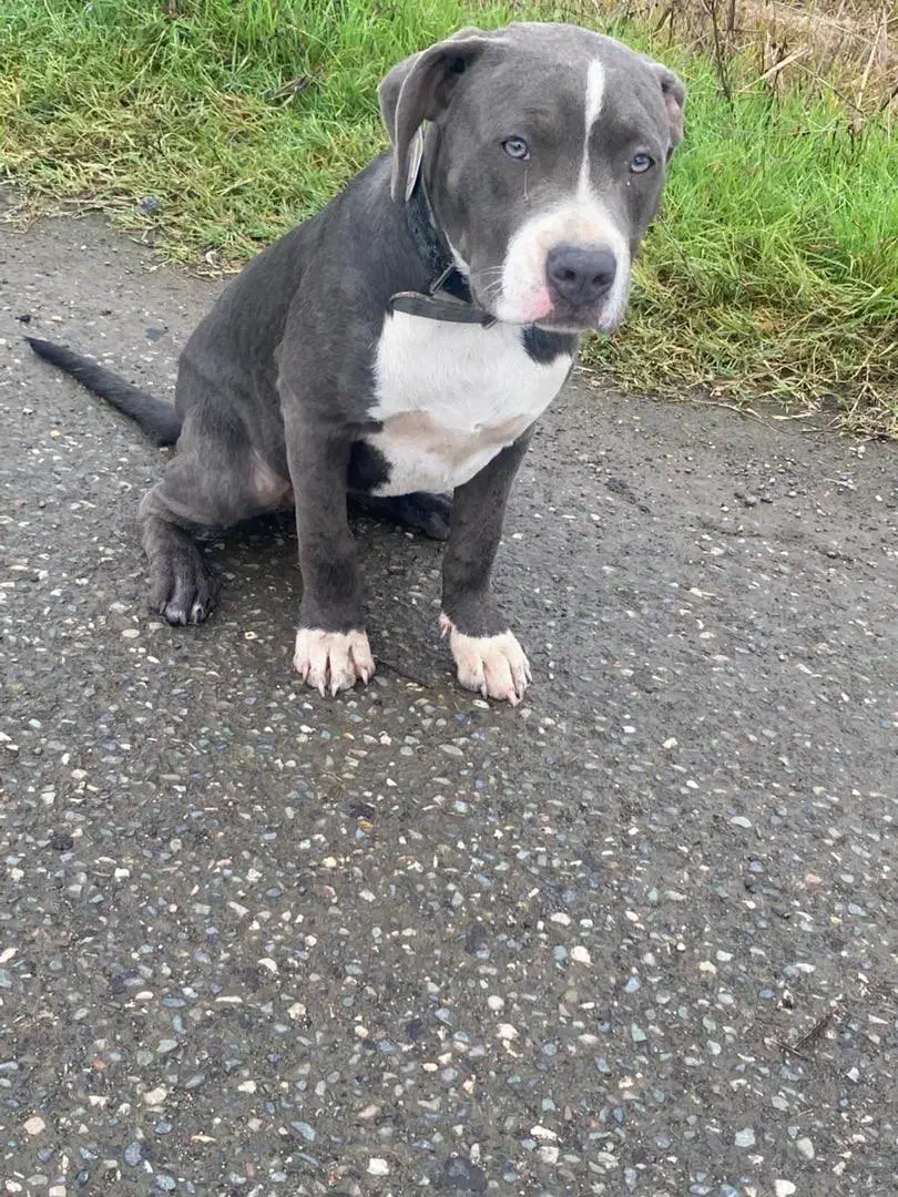 سگ آمریکن بولی|سگ|رودسر, |دیوار