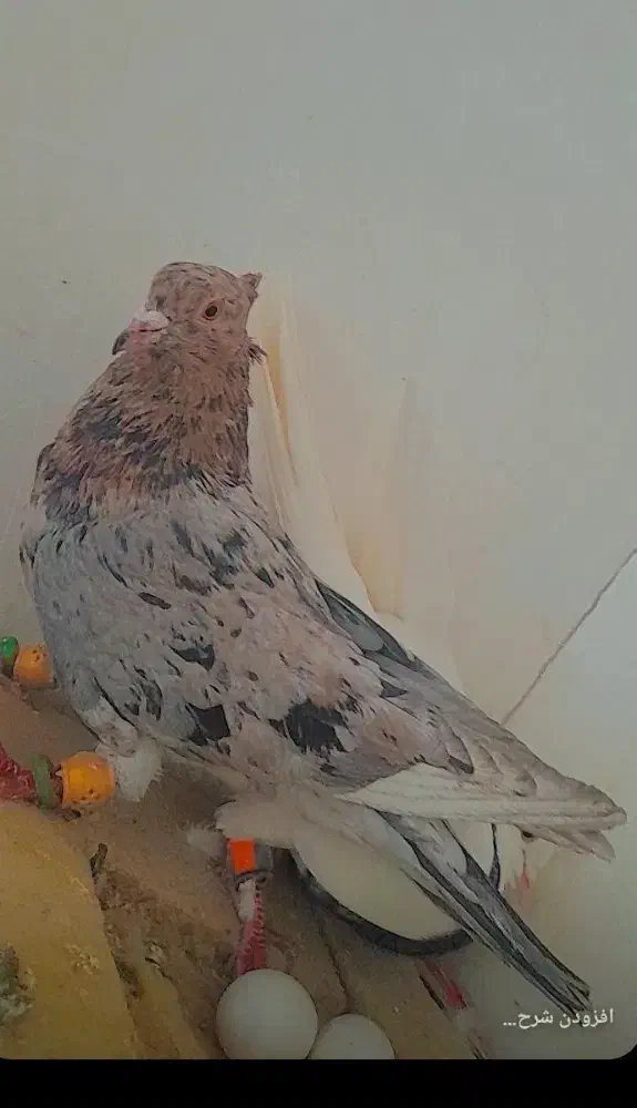 سار هفرنگ نر|پرنده|شیروان (خراسان), |دیوار