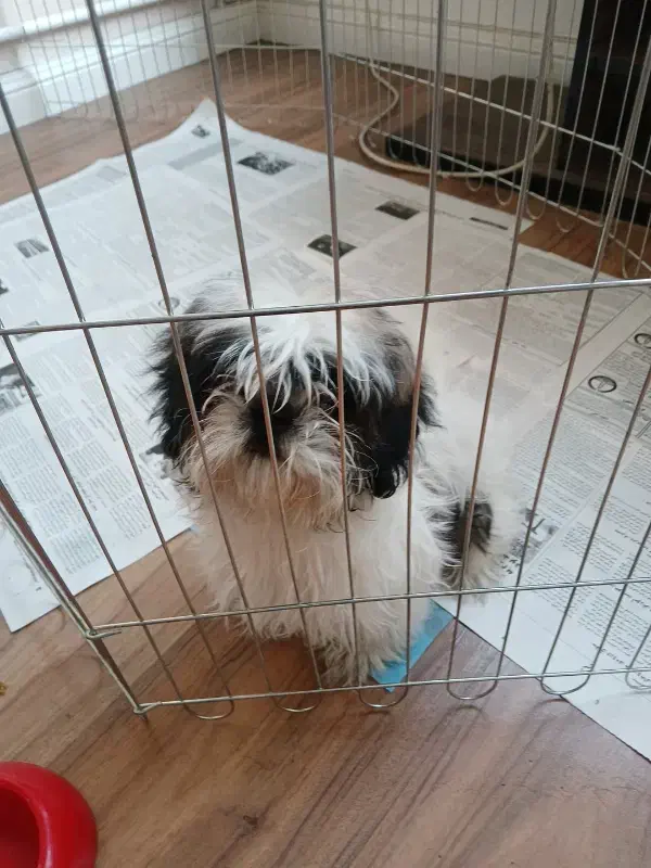 شیتزو سوپر فلت تری کالر|سگ|تهران, سردارجنگل|دیوار