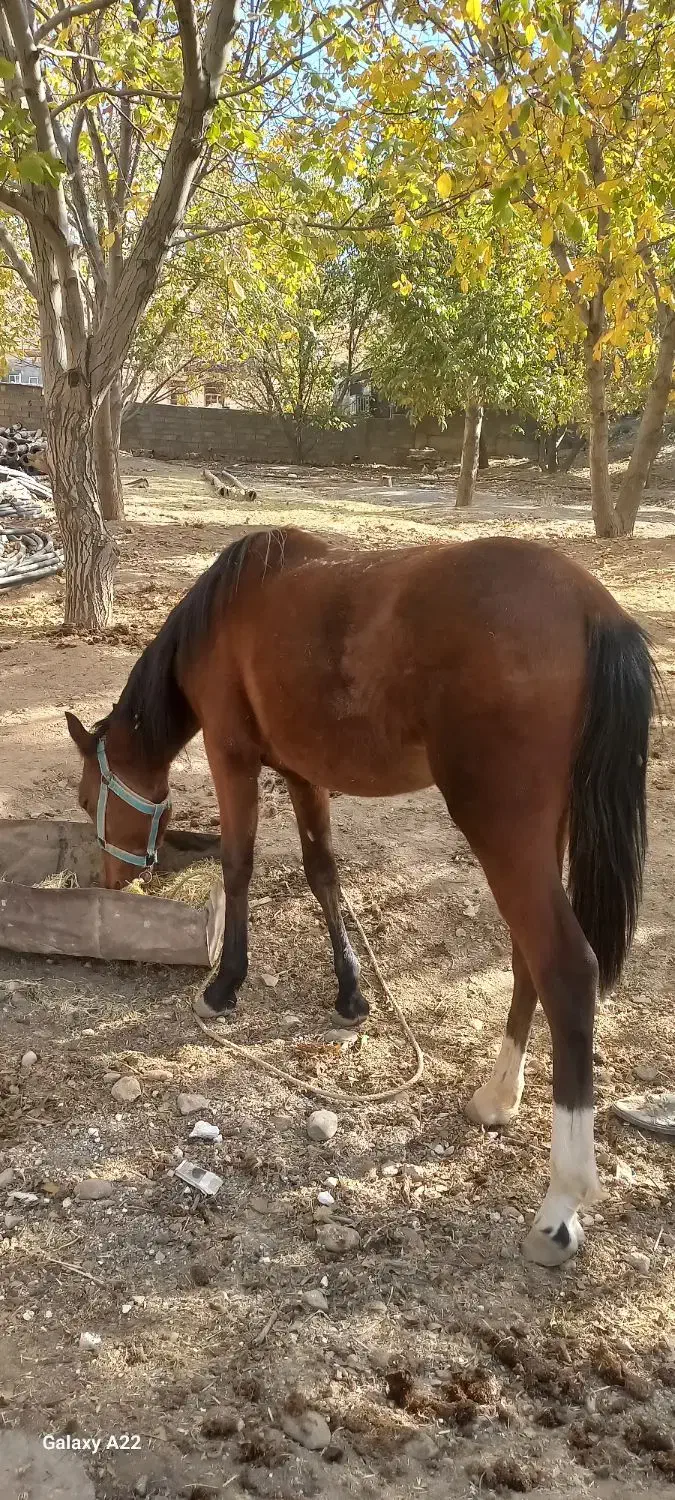 کره مادیون|اسب و تجهیزات اسبسواری|زاغه, |دیوار