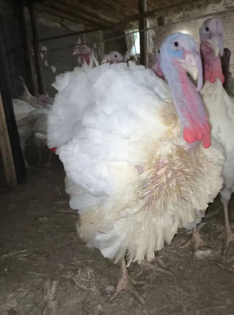 بوقلمون گوشتی|حیوانات مزرعه|پیرانشهر, |دیوار