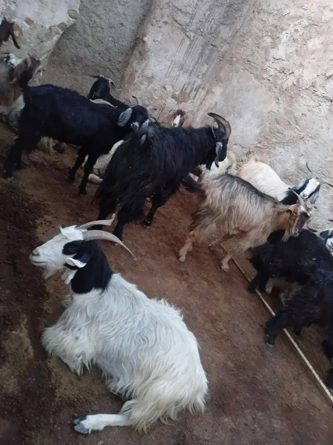 بز و کهره|حیوانات مزرعه|دهدشت, |دیوار