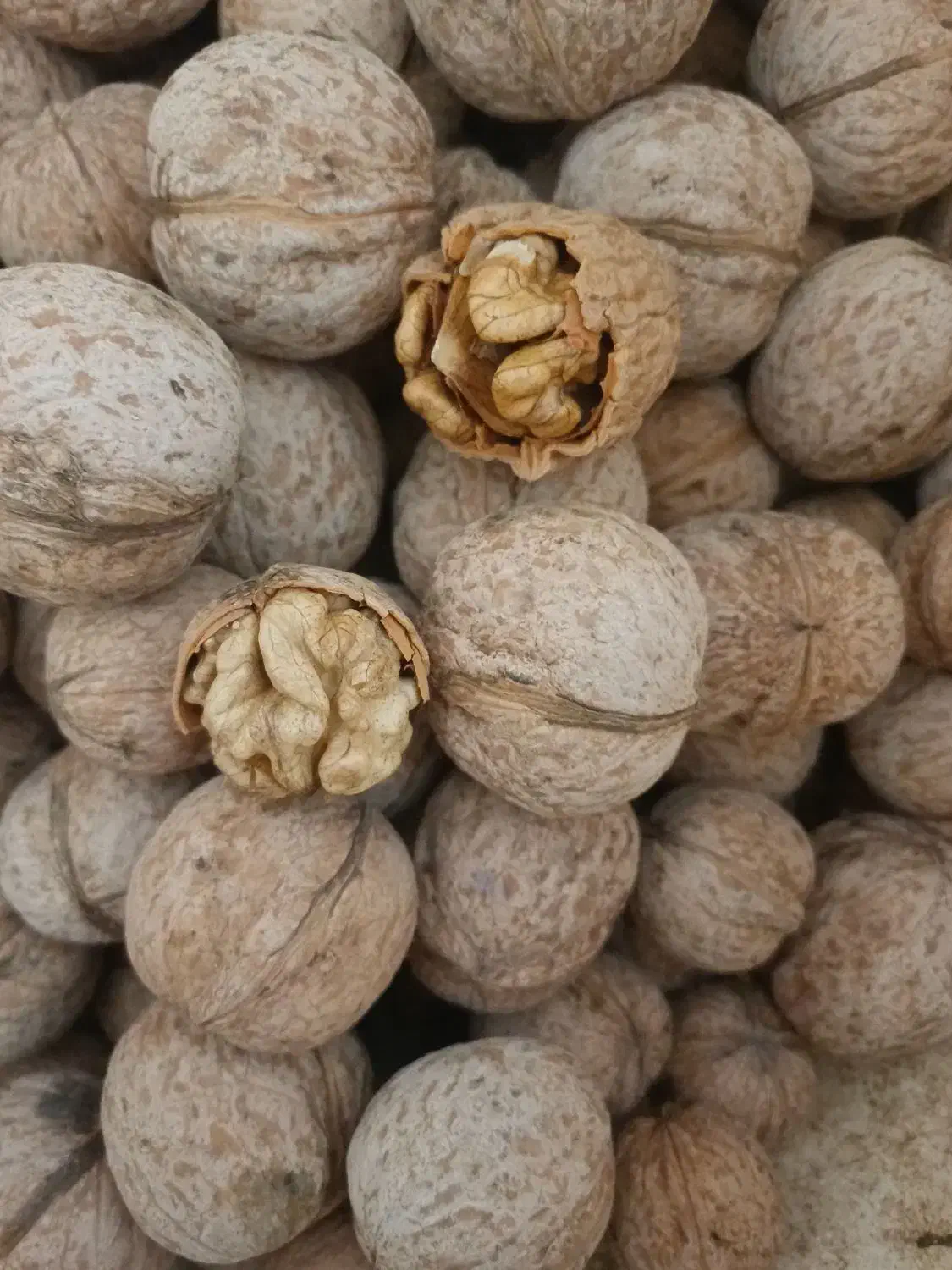 گردودرجه یک|خوردنی و آشامیدنی|شاهینشهر, گرگاب|دیوار