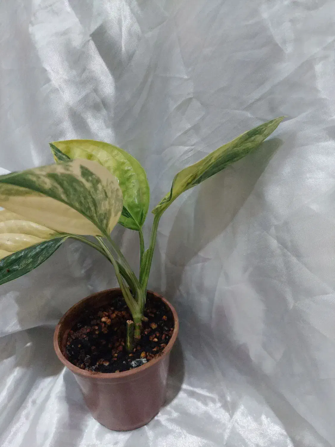 گل های خاص|گل و گیاه طبیعی|نیشابور, دارایی|دیوار