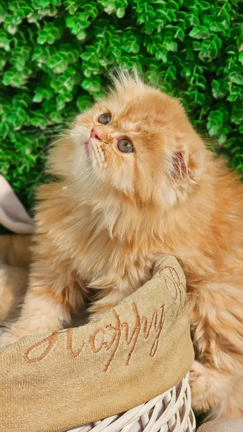 اسکاتیش بلو|گربه|کرمانشاه, |دیوار