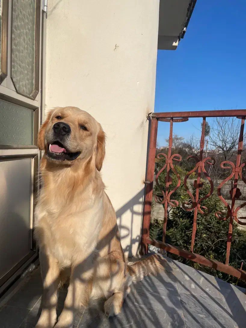 گلدن رتریور اصیل وارداتی با تخفیف|سگ|آستارا, |دیوار