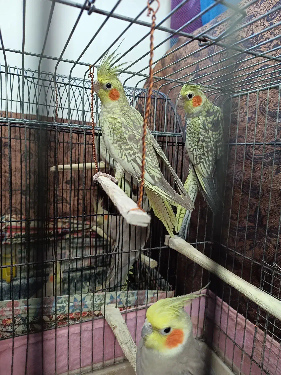 فروش عروس هلندی پنج شیش ماهه|پرنده|تنکابن, |دیوار