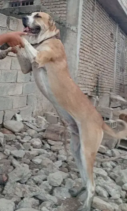 توله خراسانی|سگ|گنبد کاووس, |دیوار