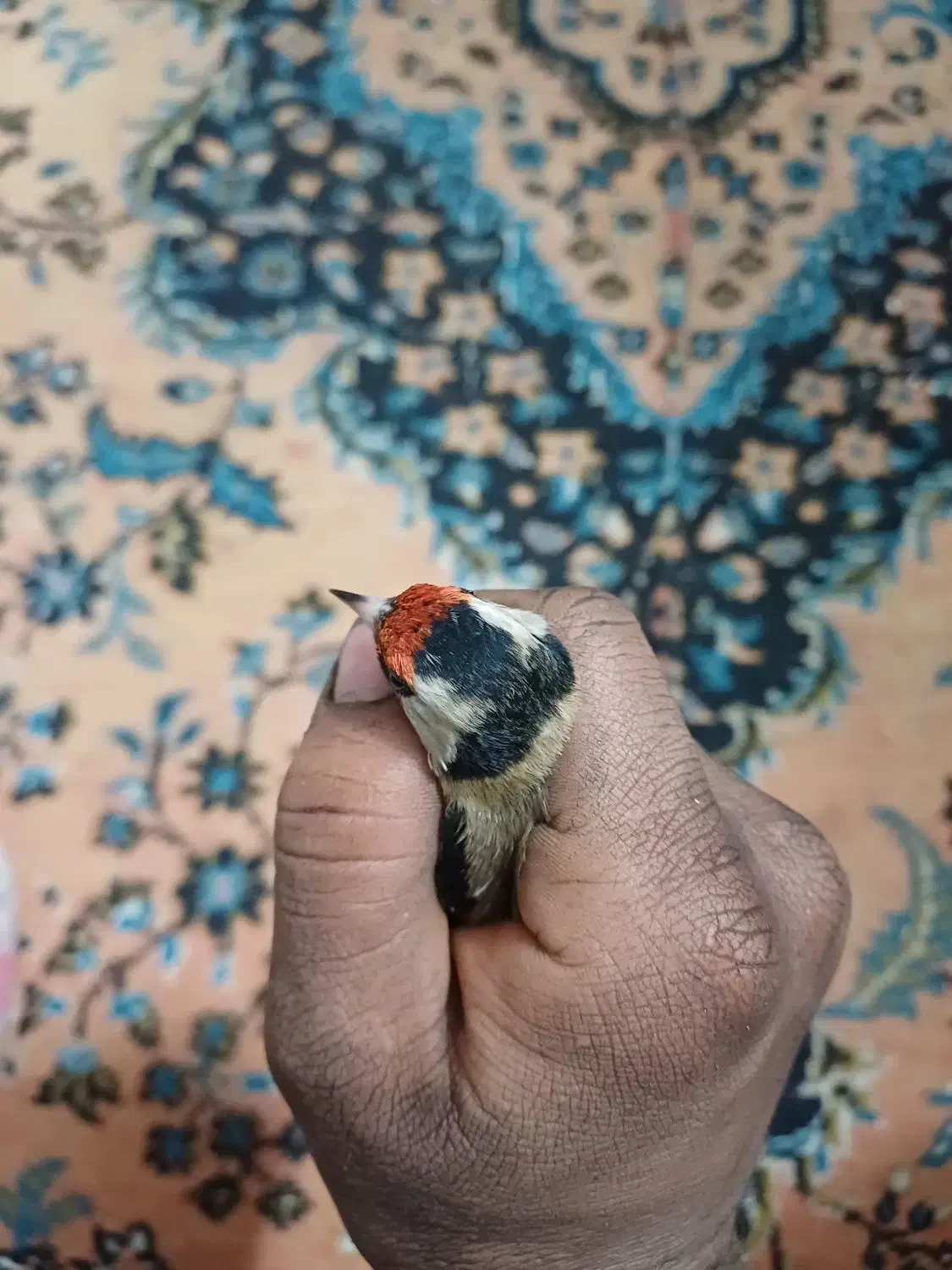 سهره چارگل|پرنده|مشهد, پورسینا|دیوار