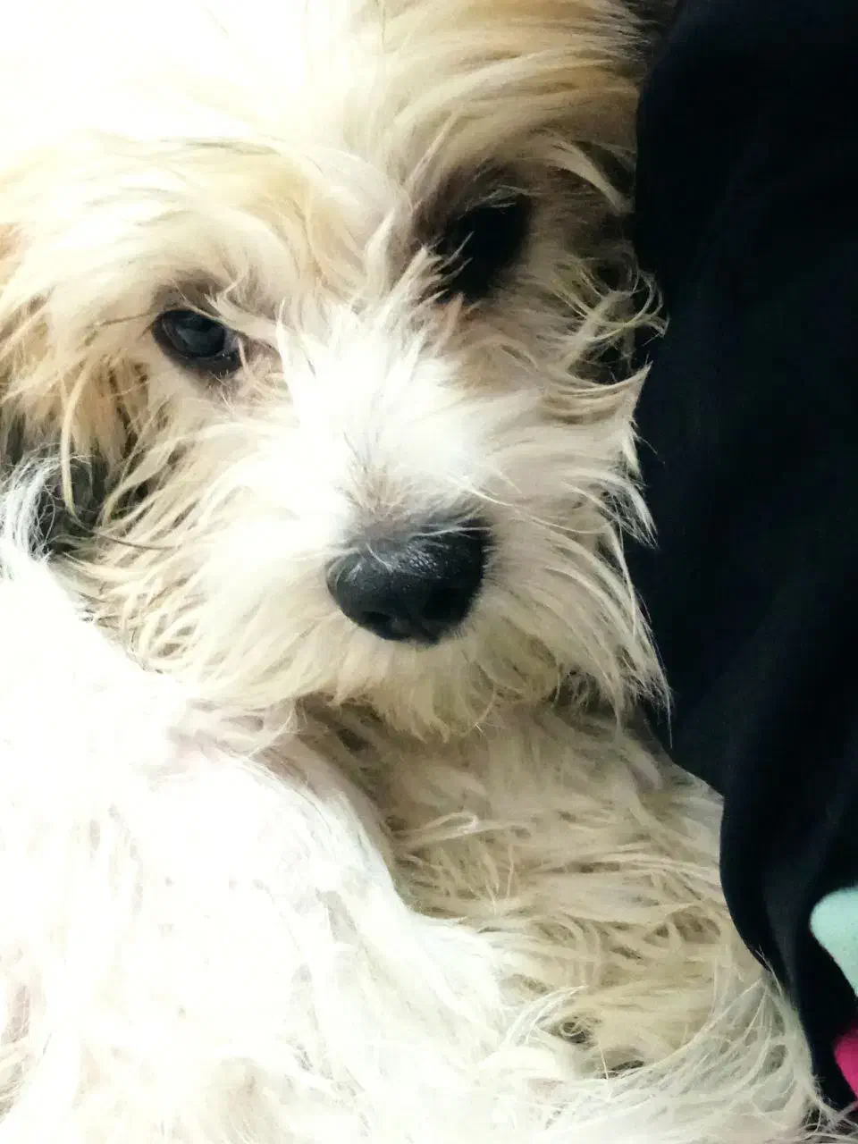 سگ پاکوتاه|سگ|دیواندره, |دیوار