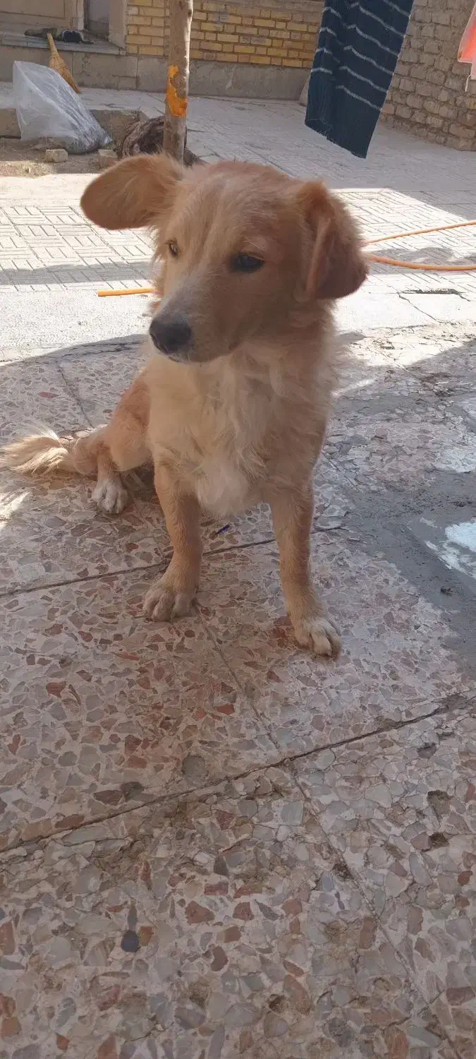 پاپی اشپیتز تریر نر|سگ|مبارکه, |دیوار