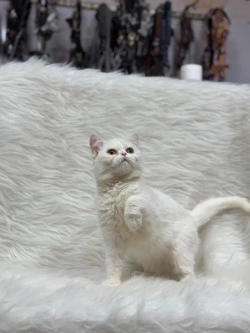 بریتیش سفید|گربه|کرمانشاه, |دیوار