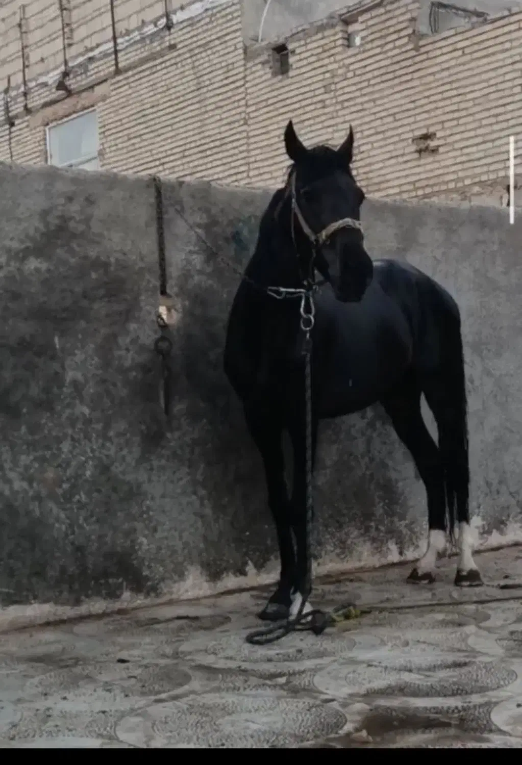 اسب نر4ساله اروم یورقه|اسب و تجهیزات اسبسواری|زاهدان, |دیوار