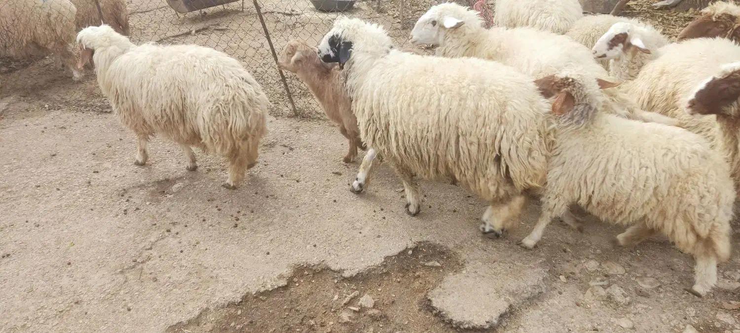 کاور .بره.گوسفند|حیوانات مزرعه|گوآور, |دیوار