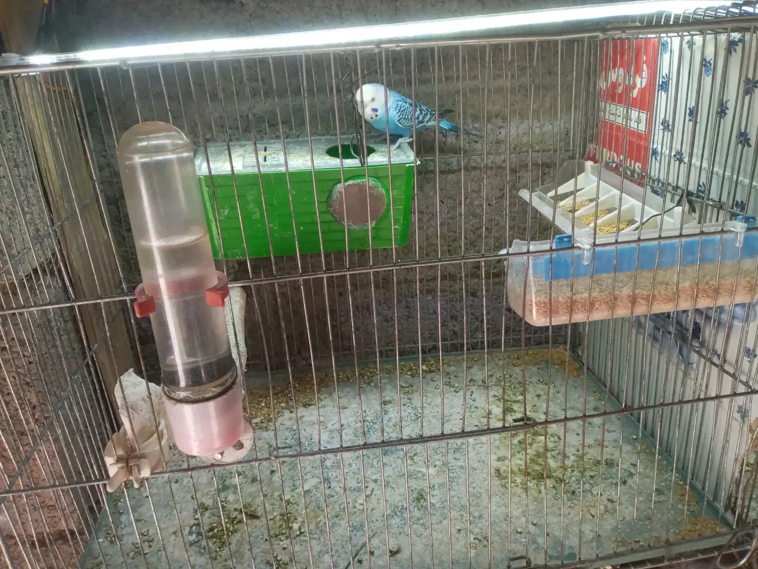 مرغ عشق|پرنده|آبدانان, |دیوار