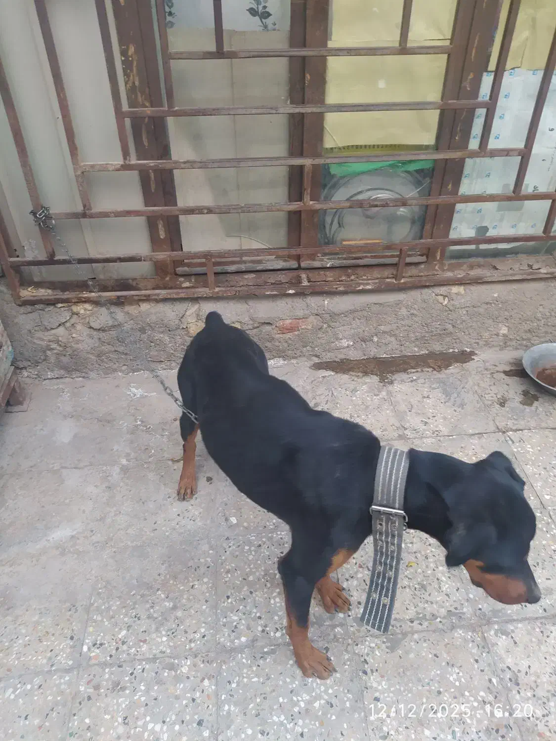 سگ دوبرمن|سگ|سیرجان, |دیوار