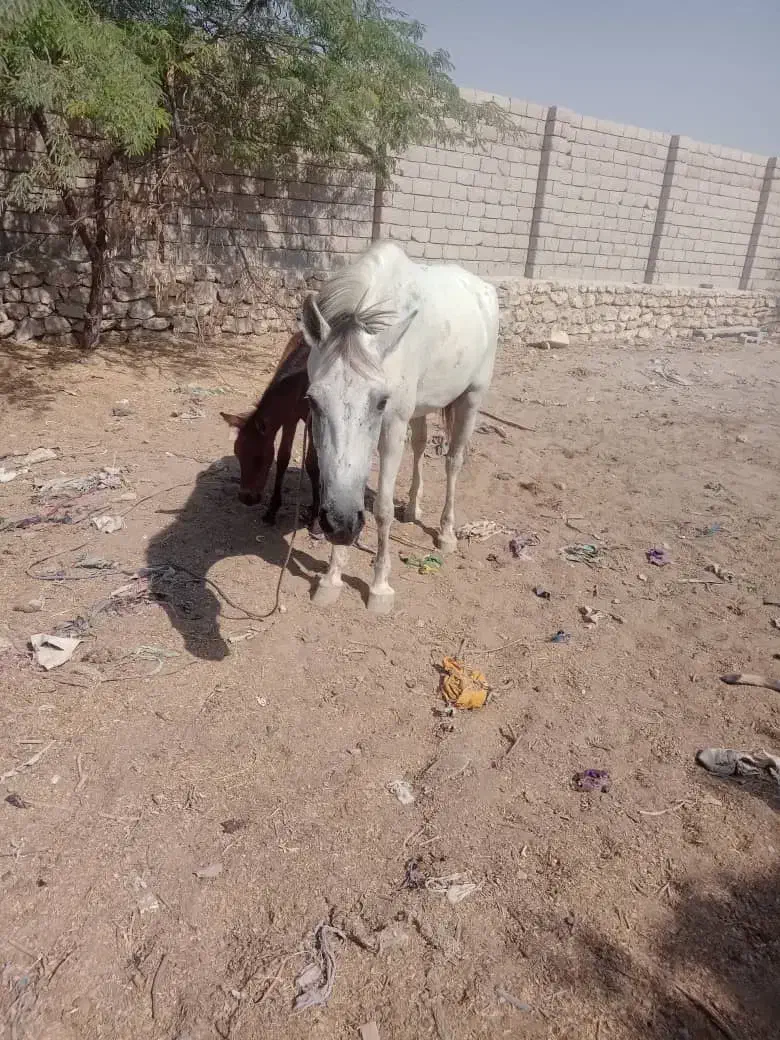 اسب مادیان ارام|اسب و تجهیزات اسب‌سواری|قشم, |دیوار