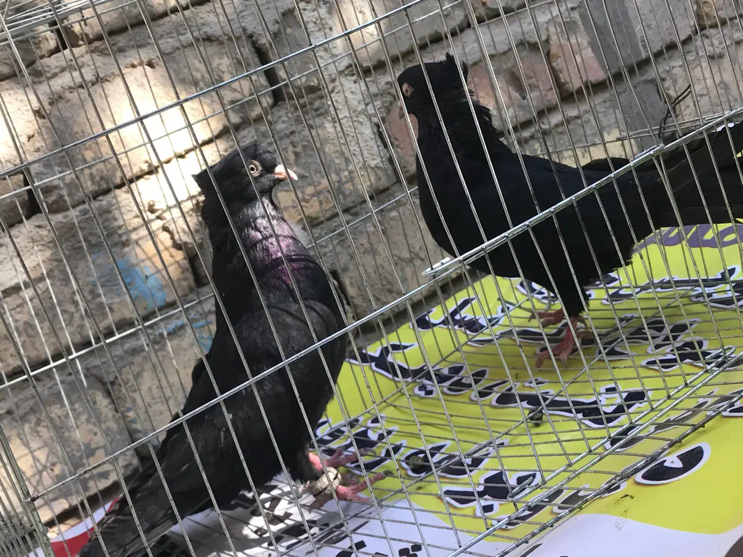 کبوتر زاغ واکسی پرشی بازیکن جفت نرجوون۱۲۰۰|پرنده|شاهینشهر, شهرک گلدیس|دیوار