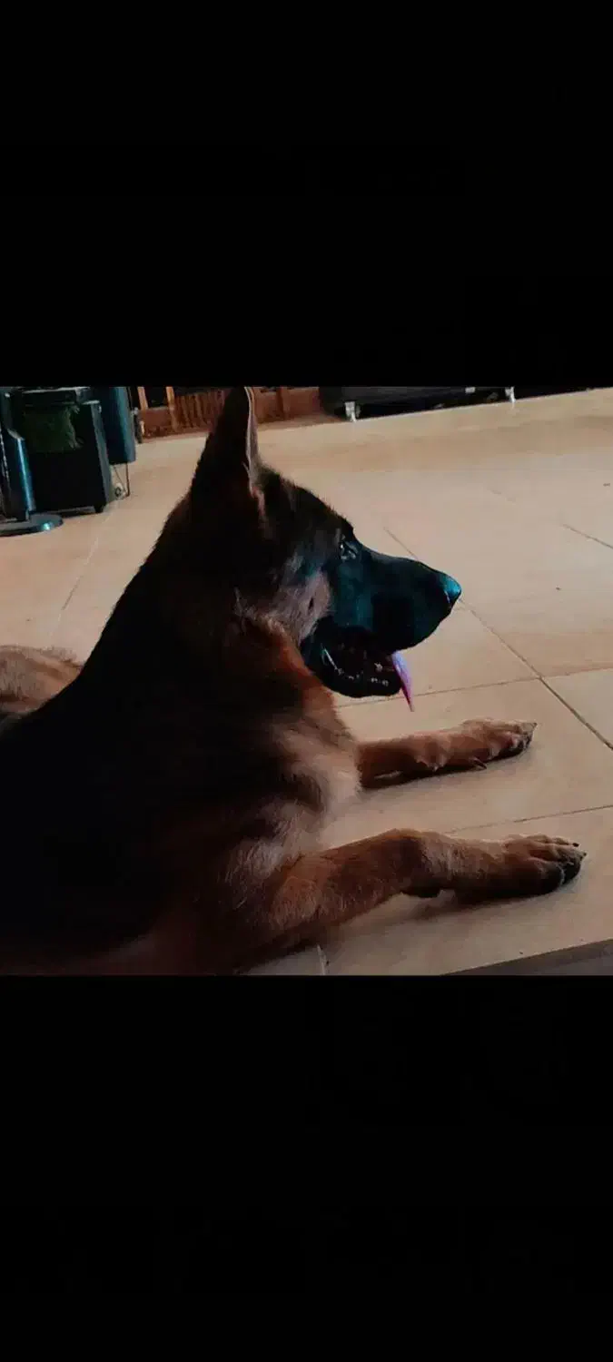 سگ ژرمن شولاین کینگ|سگ|آبادان, |دیوار