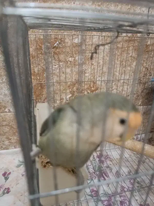 طوطی برزیلی|پرنده|مشکیندشت, |دیوار