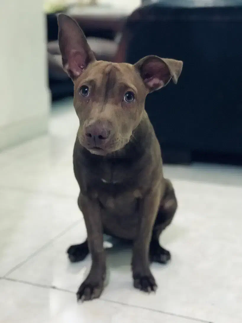 واگذاری پیتبول یک ساله با شناسنامه و واکسن|سگ|فردیس, دهکده|دیوار