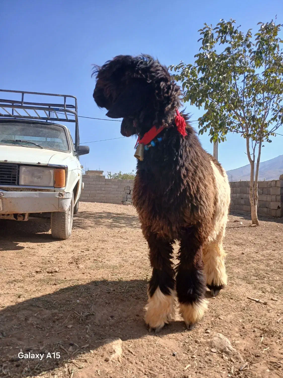 دوراس  بره  قوچی|حیوانات مزرعه|نورآباد ممسنی, |دیوار