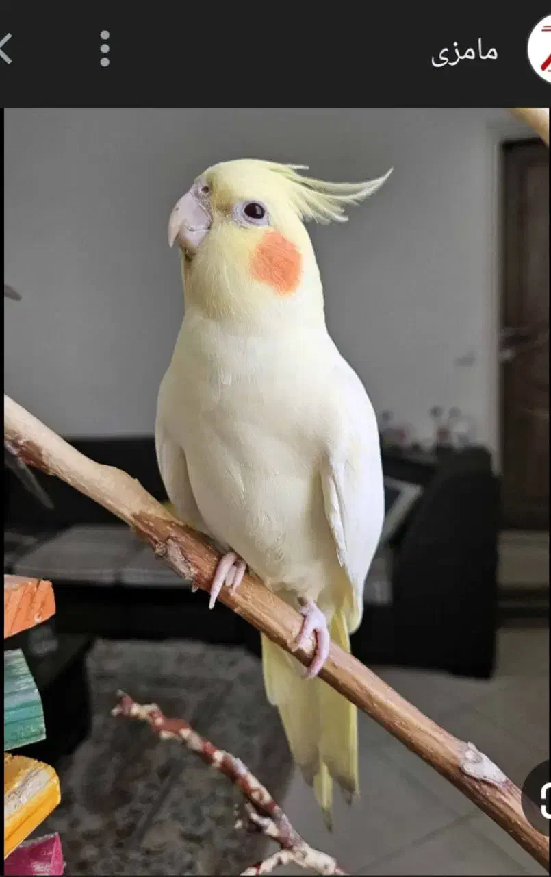 گمشده|حیوانات|نیشابور, شهرک فرهنگیان|دیوار