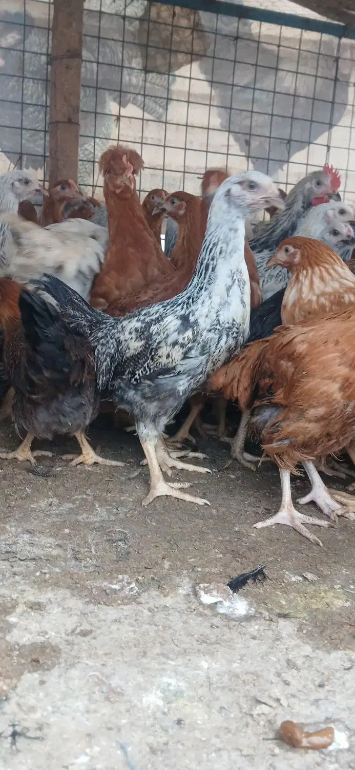 جوجه مرغ سیاه ورنگی گلپایگانی|حیوانات مزرعه|مشهد, شایه|دیوار