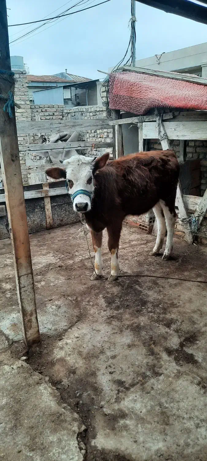 گوساله سیمینتال ماده هیکل درشت چاق|حیوانات مزرعه|گمیشان, |دیوار