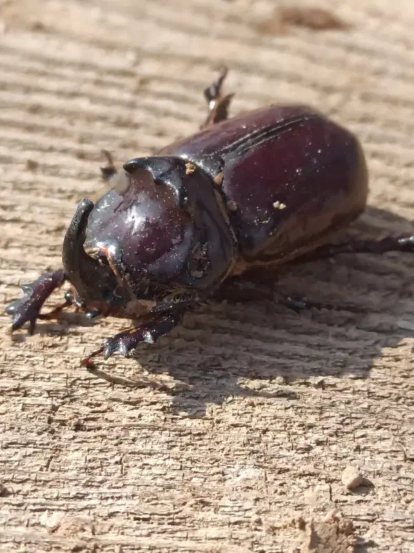 سوسک کرگدنی|پرنده|اسفیچ, |دیوار