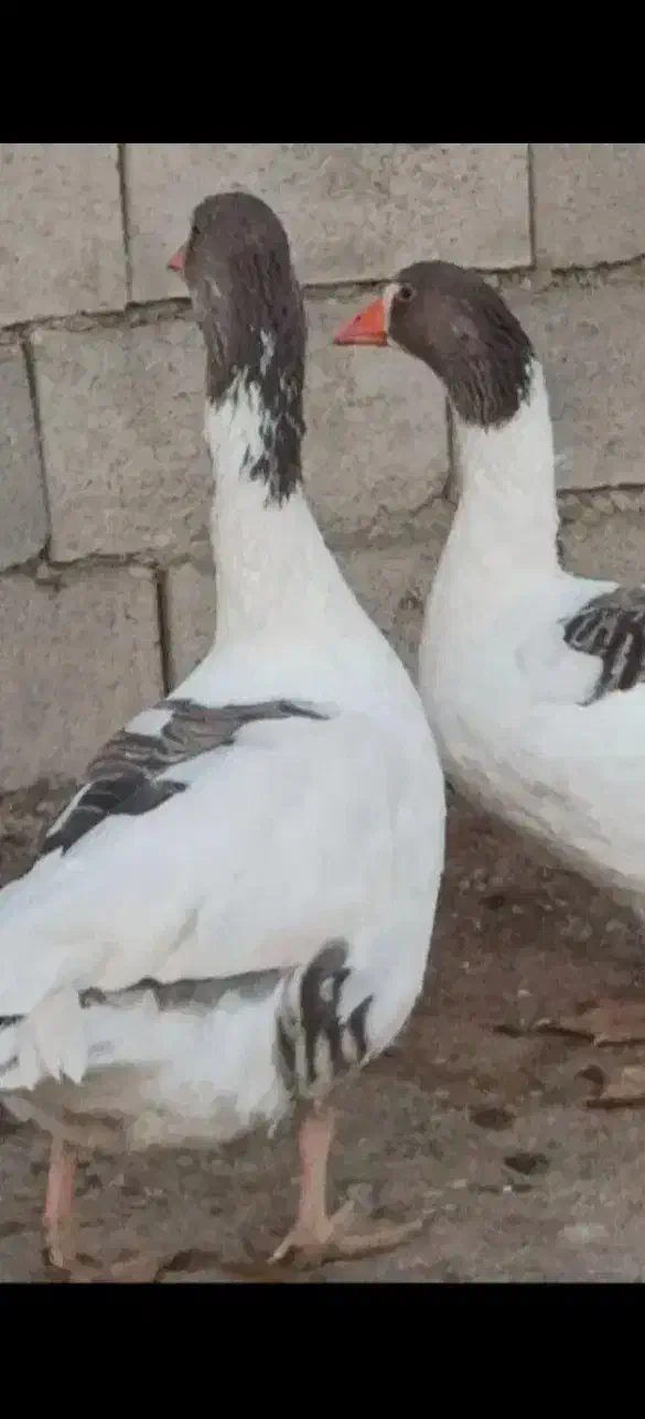 غاز ماده و نر|حیوانات مزرعه|یاسوج, |دیوار