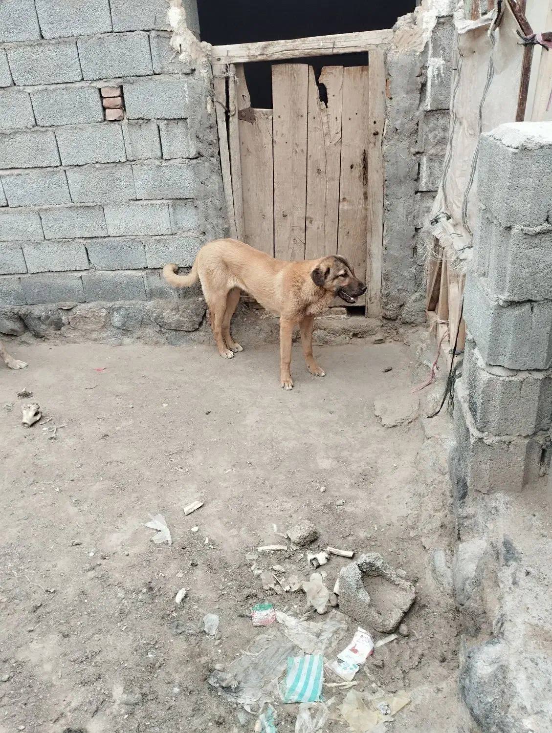 ....|سگ|خسروشاه, |دیوار