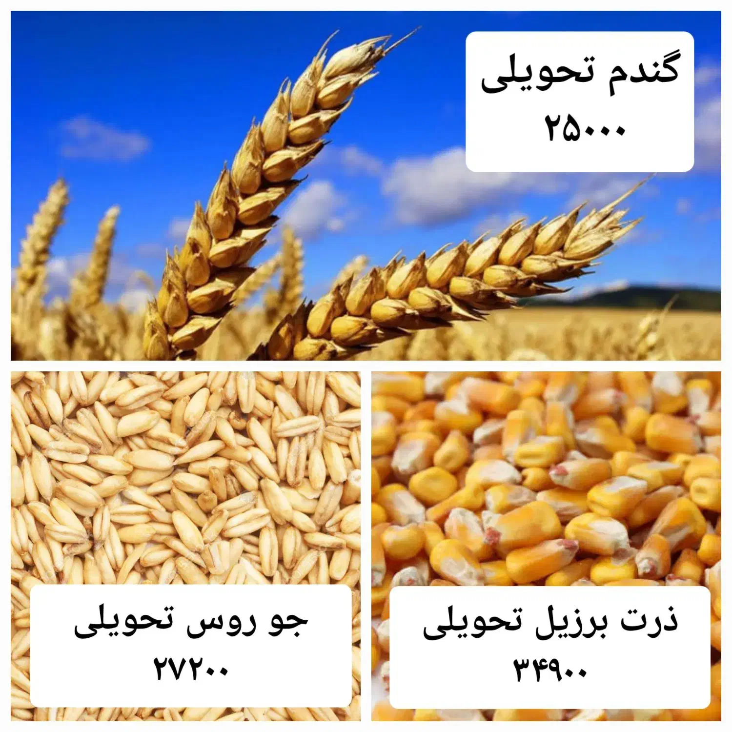 ذرت و جو|حیوانات مزرعه|تهران, بیسیم|دیوار