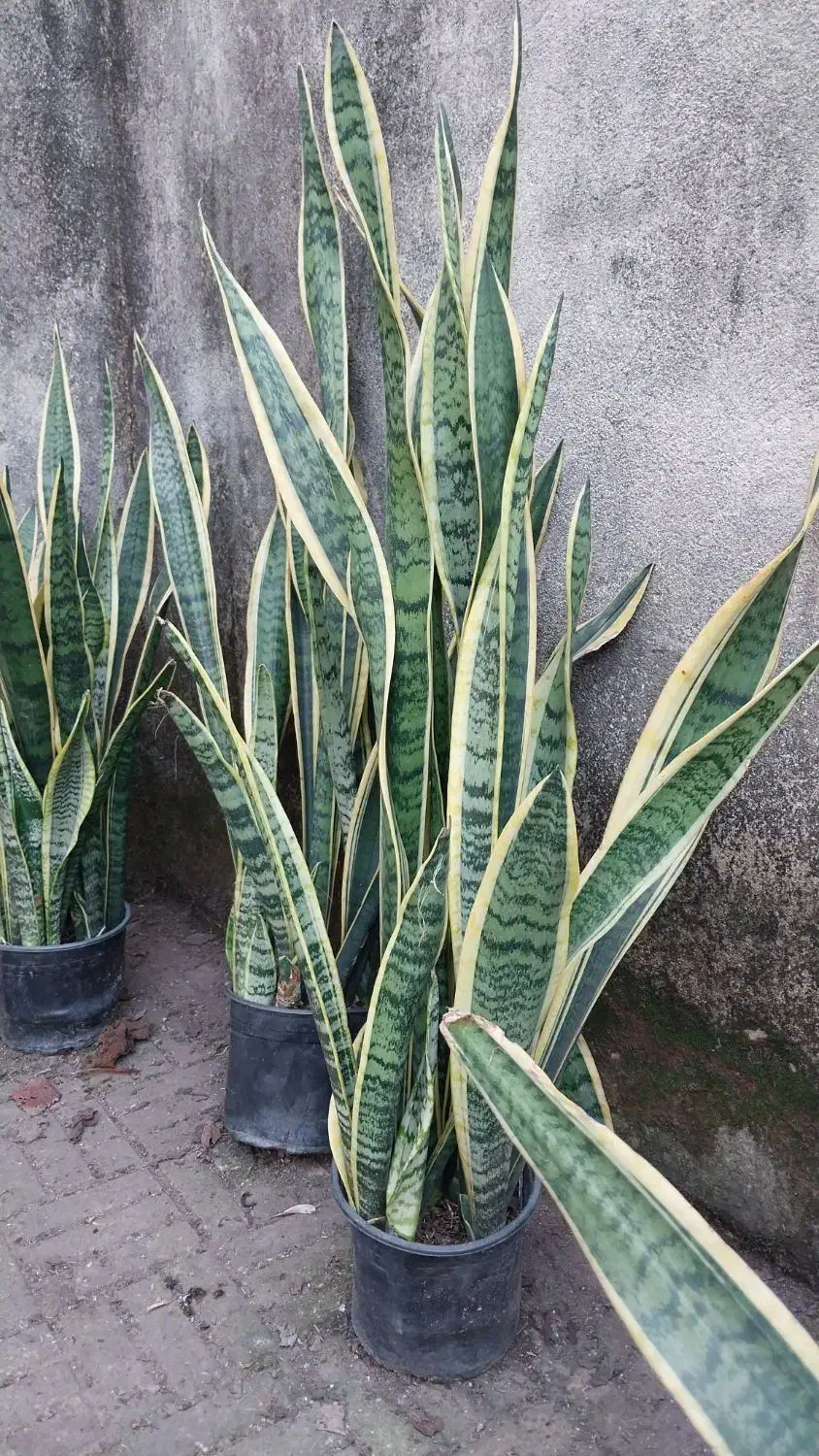 سانسوریا لبه طلایی هر غلاف 50 تا 70تومن|گل و گیاه طبیعی|تولم شهر, |دیوار