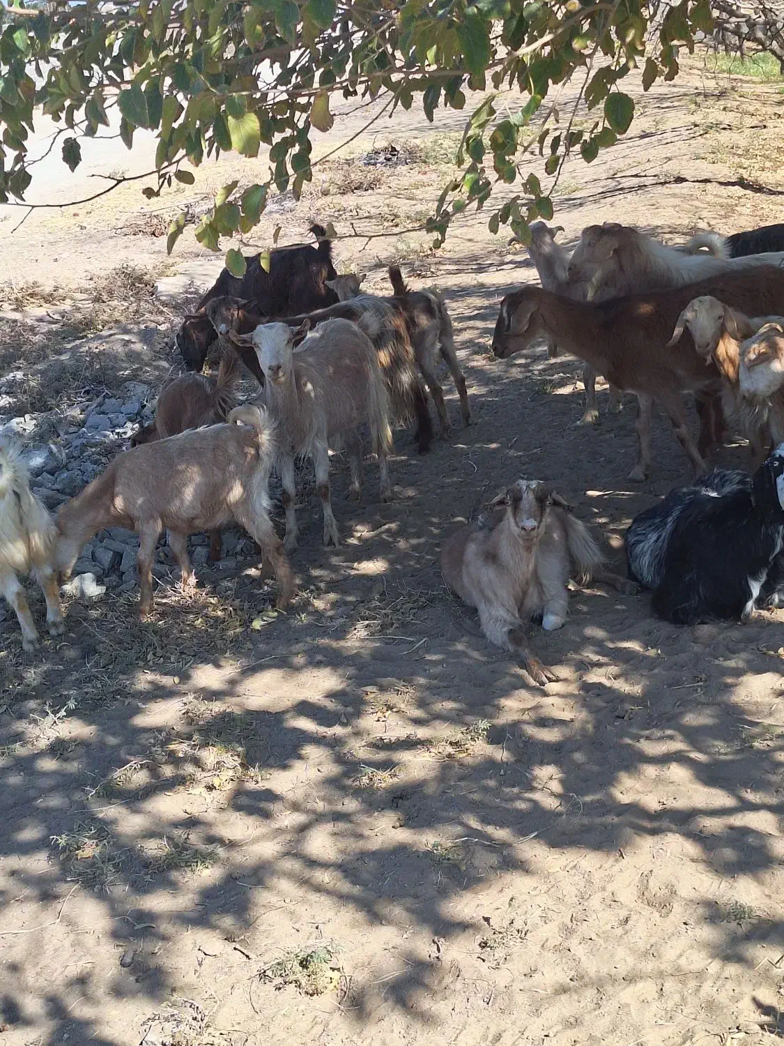 تعداد بز بزغاله فروشی|حیوانات مزرعه|خوسف, |دیوار