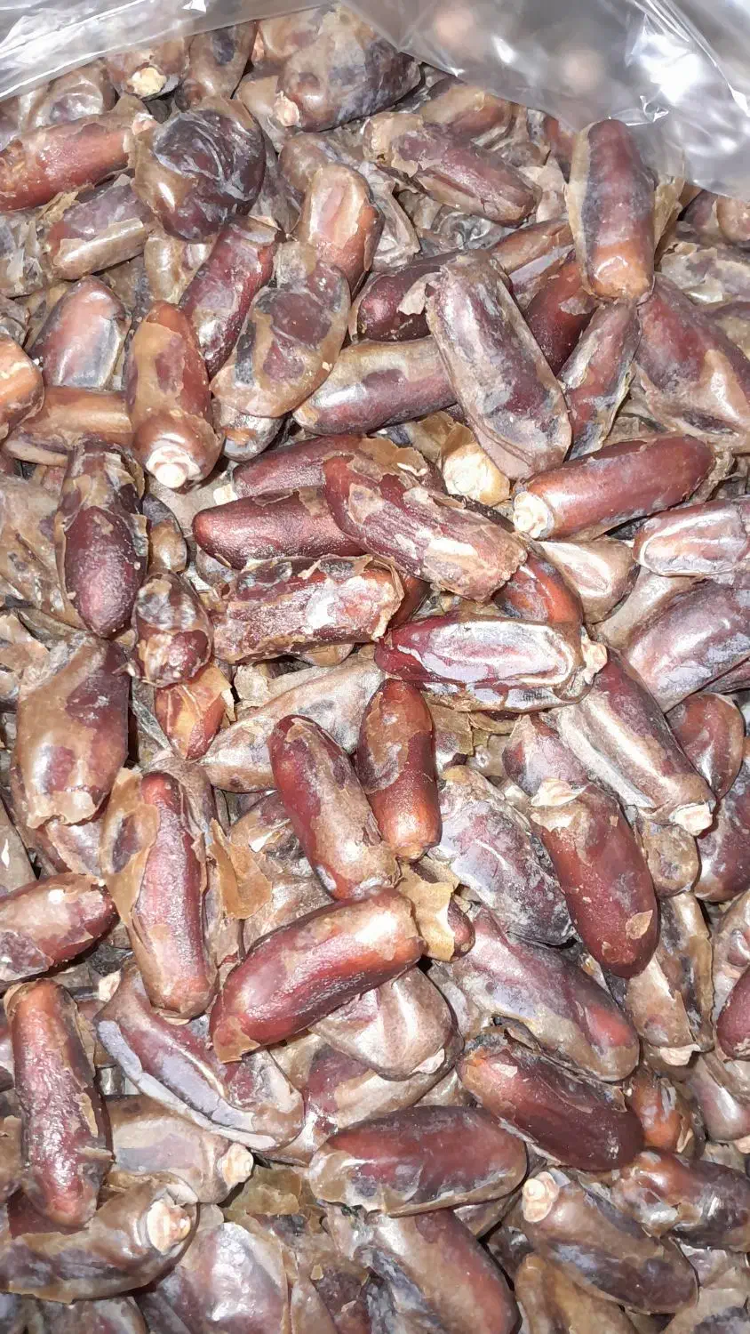 خرمای شاهانی لارستان|خوردنی و آشامیدنی|مرودشت, بیست متری بیمارستان|دیوار