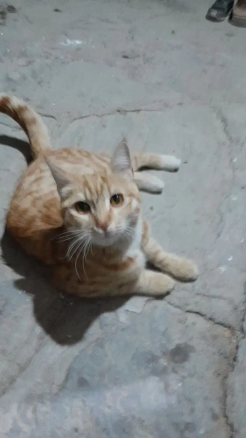 گربه طلایی|گربه|چناران, |دیوار