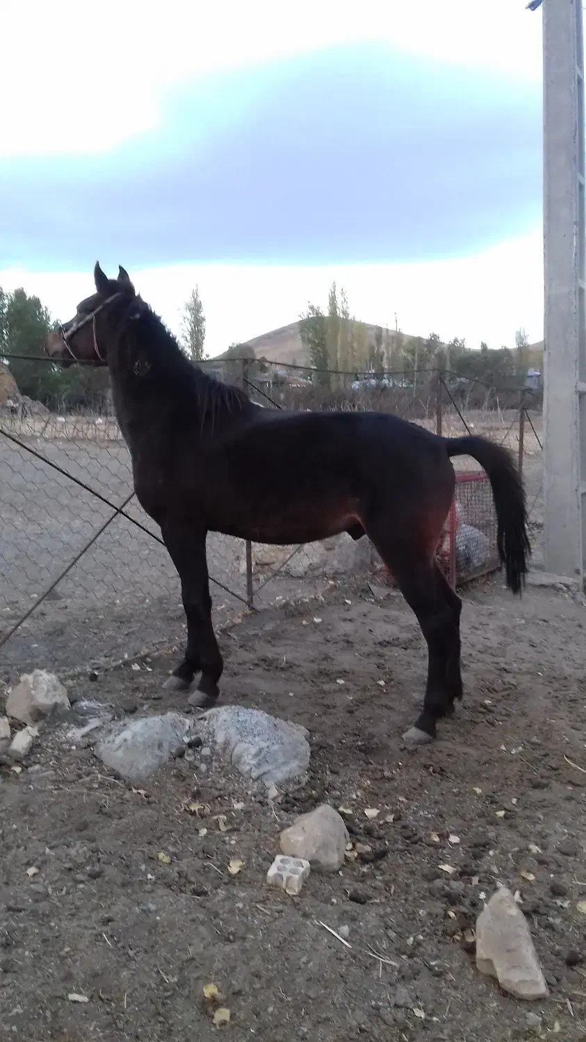 اسب نریان چهارساله یورقه رو وکورسی|اسب و تجهیزات اسبسواری|خلخال, |دیوار